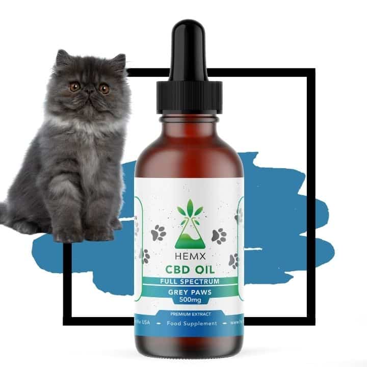 CBD Oil for Cats Full Spectrum Help Your Furry Friend AllNatural!