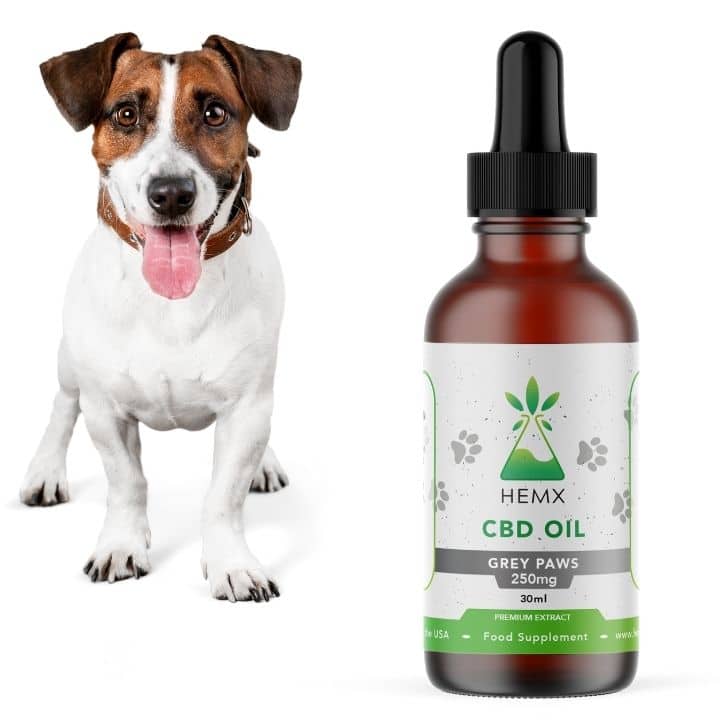 CBD Oil for Dogs UK: Amazing Results | Help Your Best Friend | Natural!